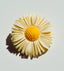 1940's Celluloid Daisy Brooch