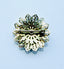 1960's/1970's Vintage Gold Tone Floral Cameo Brooch